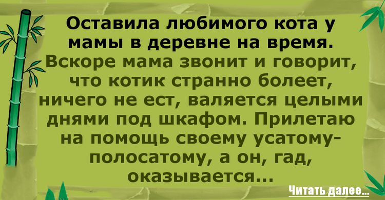 Кошка не выходит из под дивана в новом доме