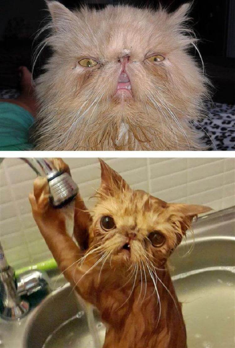 8 котов, принявших ванну!
