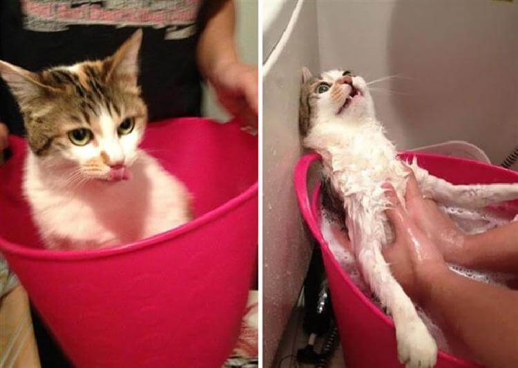 8 котов, принявших ванну!