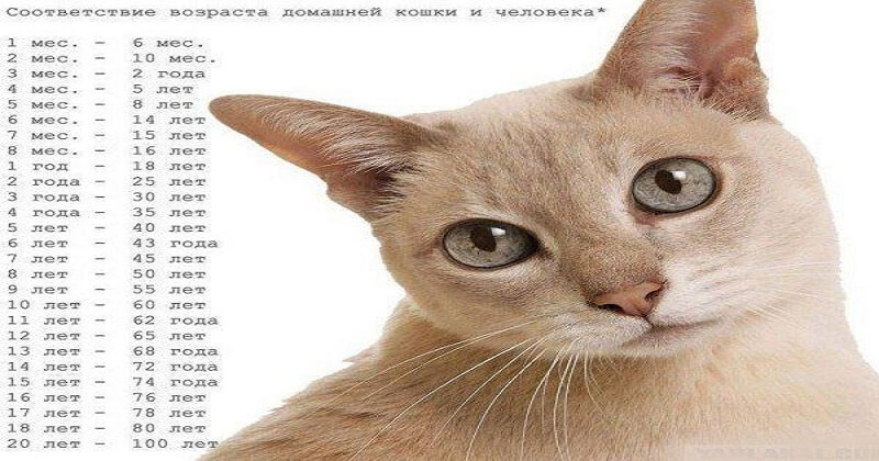 Сколько лет коту по человеческим меркам — Лепрекон