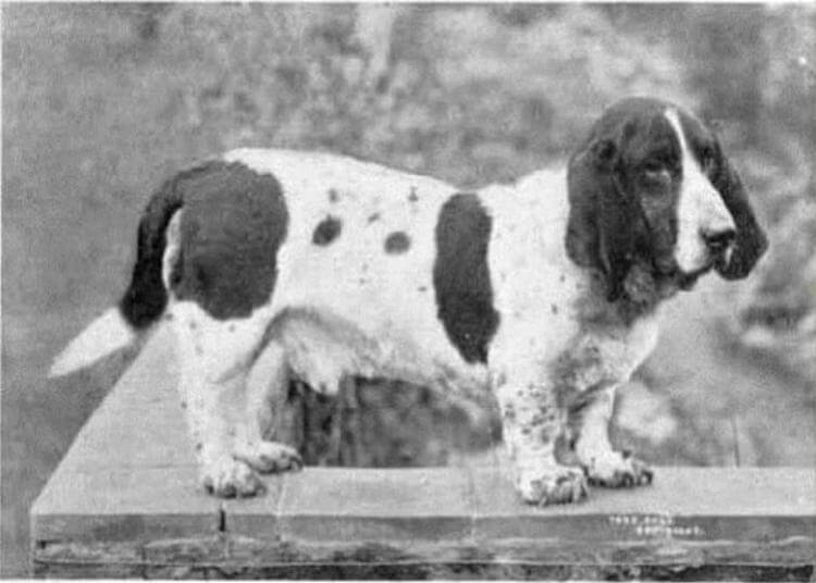 23 фотографии 12 пород собак, изменивших свой вид за последние 100 лет