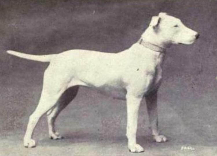 23 фотографии 12 пород собак, изменивших свой вид за последние 100 лет