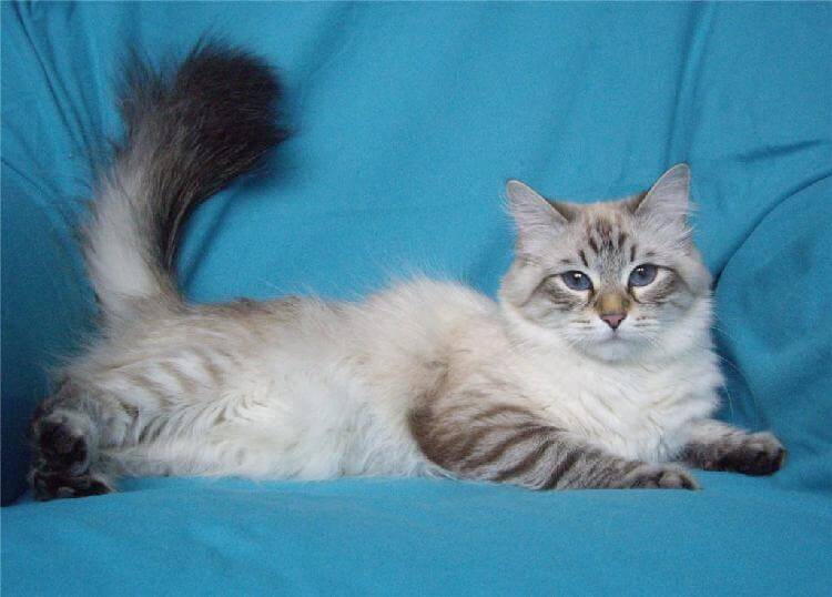 Кошки породы Невская маскарадная: грация и красота