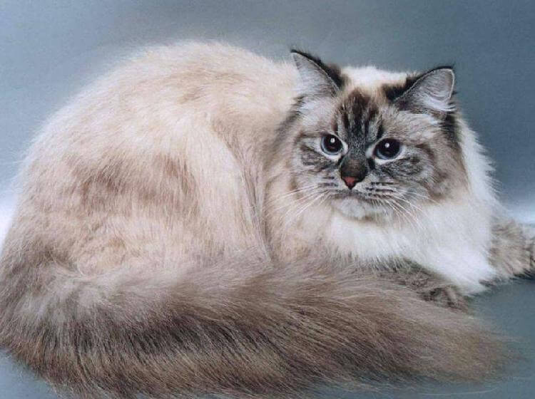 Кошки породы Невская маскарадная: грация и красота