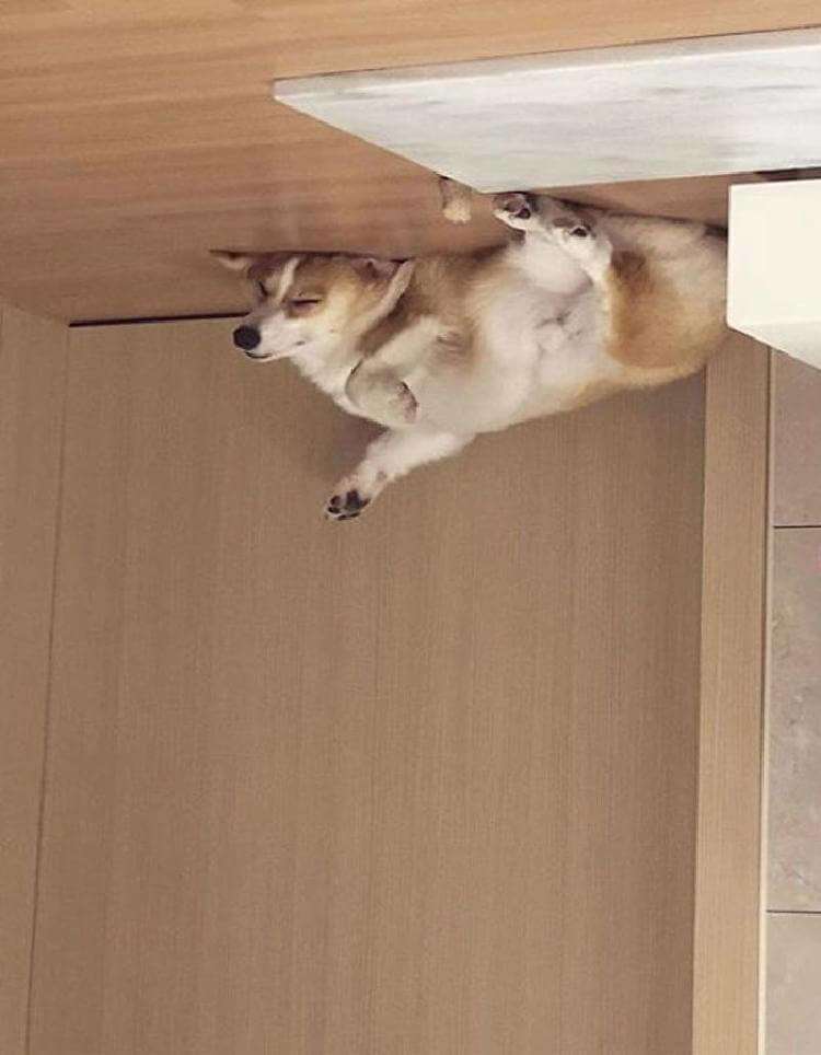 Перевернутая собака. Собака валяется на полу. Собака на потолке. Интересные идеи для фото с собакой.