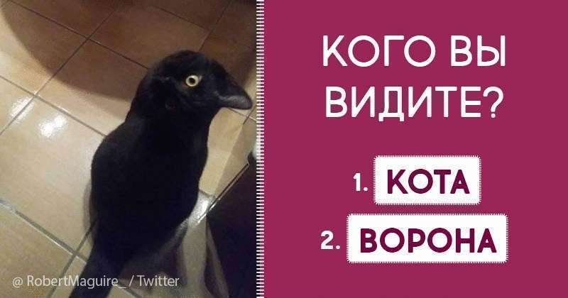 Если вы увидите это. Кот или ворона. Кот и ворона. Ворон или кот. Ворона или кот фото.